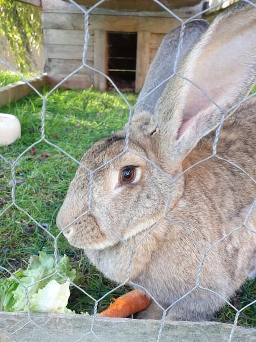 Animaux chambres d'hôtes Bretagne